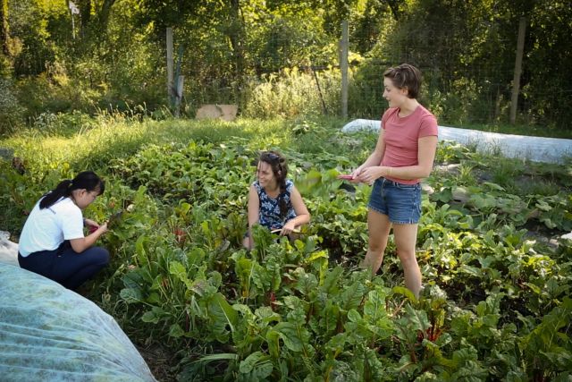 Students harvesting