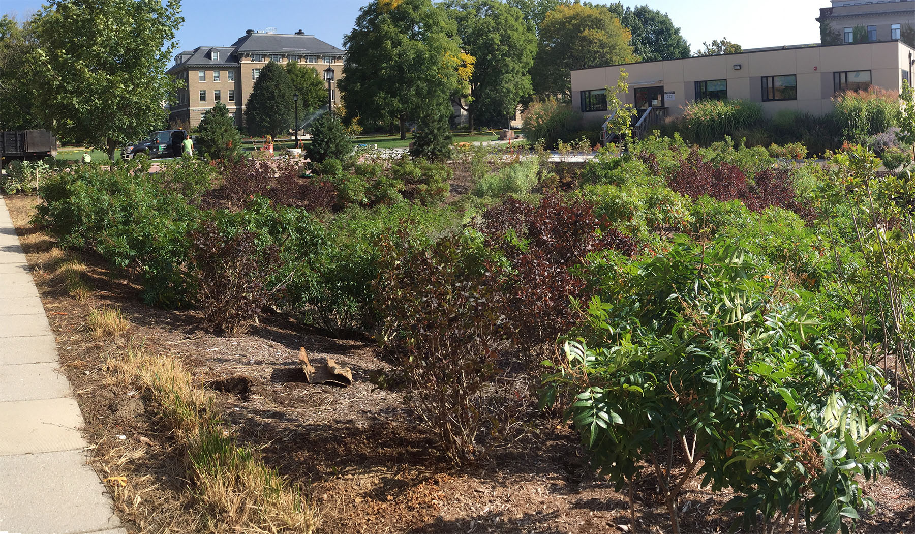 Ag Quad bioswale