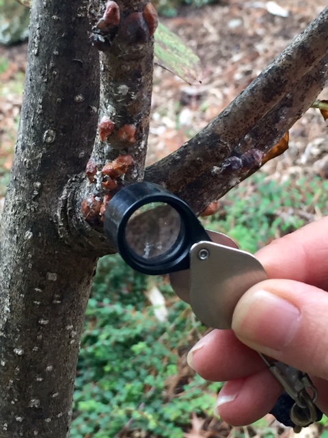 Assessing pest damage on tree 