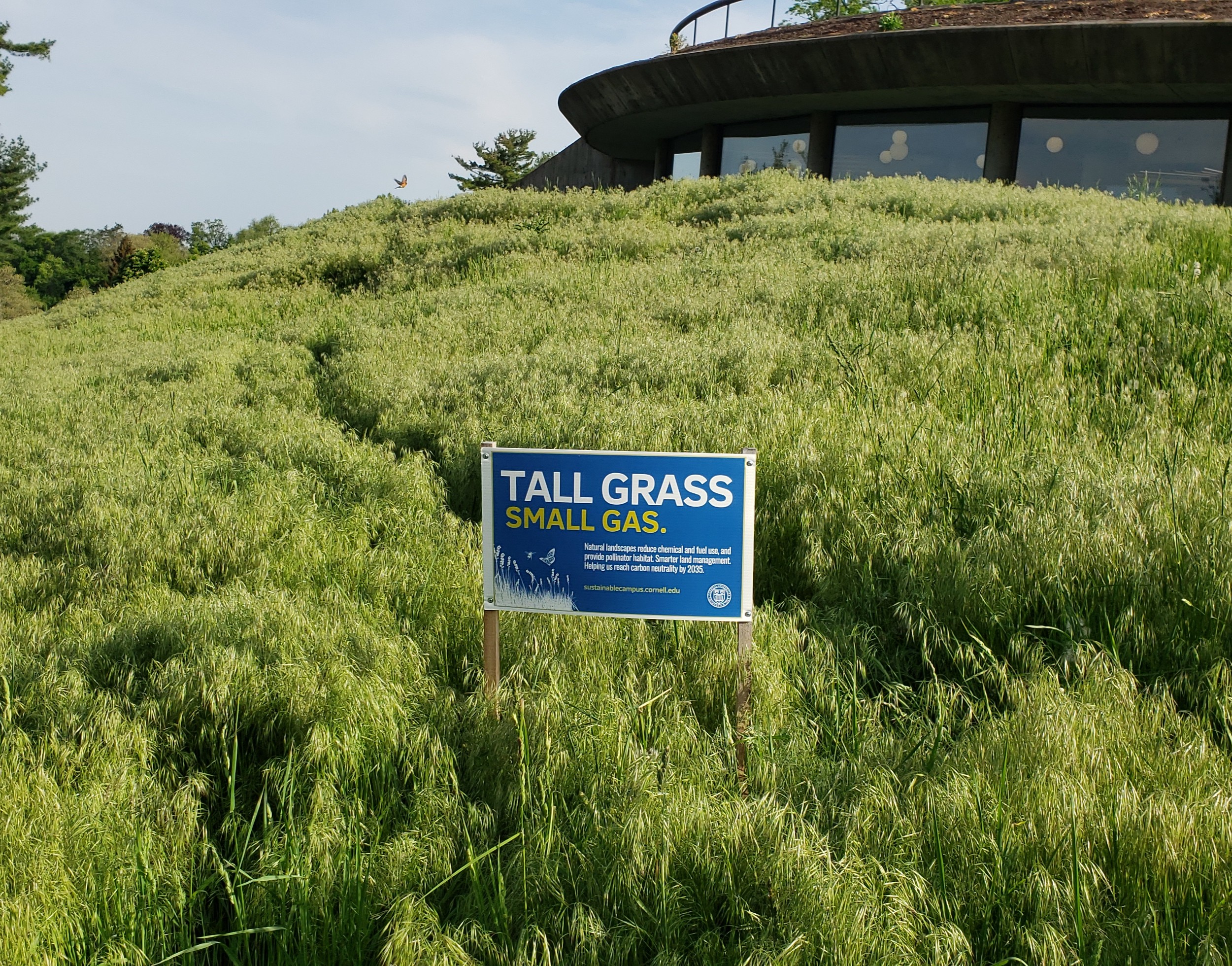 Tall grass initiative at Cornell