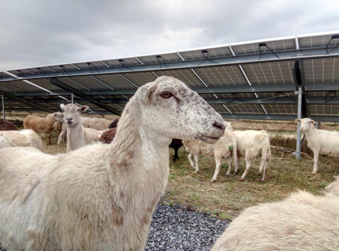 A sheep chews grass in front of a solar panel