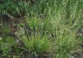 Poverty oat grass planting, a tall natural grass
