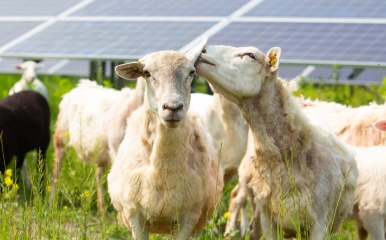 Sheep at solar farm. One sheep whispering to another. 