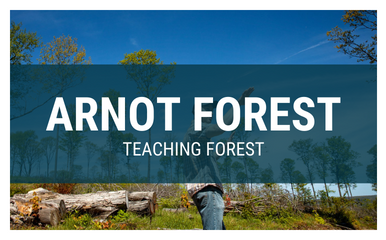 Arnot teaching forest