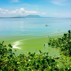 The bright green algal blooms are prominent along the shore of Lake Victoria’s Kisumu Bay in Keny