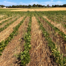 Soybeans grow through a layer of crimped rye, a cover crop that facilitates weed suppression and is a sustainable alternative to tilling. CREDIT: Sarah Pethybridge/Provided