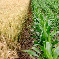Wheat and corn are shown growing side by side. Researchers from CALS have developed a tool, FAST-GHG, to help farmers quantify greenhouse gas emissions in crop production.