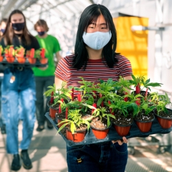 Students carrying pots in a greenhouse at Cornell, wearing masks during COVID19