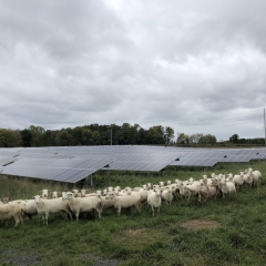 A flock of white sheep in front of a solar field