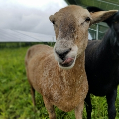 A brown and white-speckled sheep sticks out it's tongue at the camera
