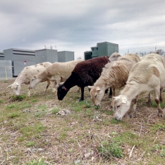 Four sheep eating grass at the solar field
