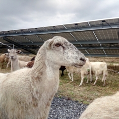 a close-up of a white and brown-speckled sheep in front of a solar panel