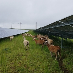 A flock of brown sheep grazing below a solar panel