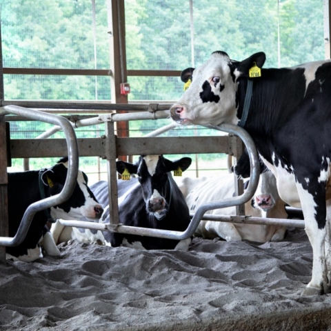 Cows relax in the sandy stalls of the College of Veterinary Medicine's Teaching Dairy Barn.