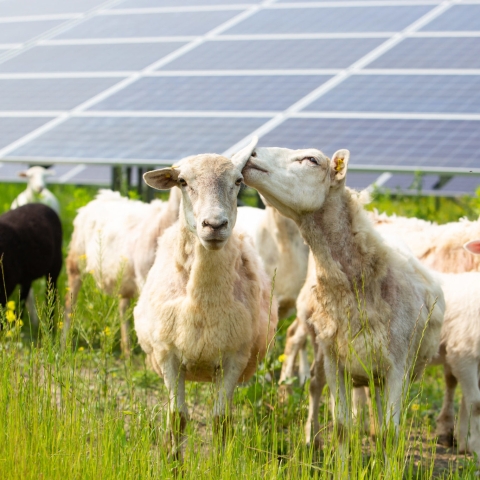 Meet Our Solar Mowers. Sheep provide the mowing at all Cornell solar farms - eliminating fossil fuels and benefitting pollinators and local farmers. This model has expanded across NY State.