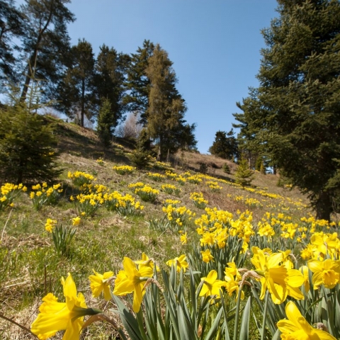 a field of flowers