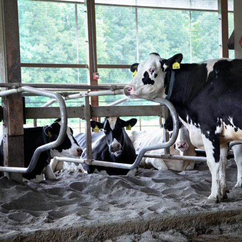 Cows lay in the sand bedding within the teaching barn