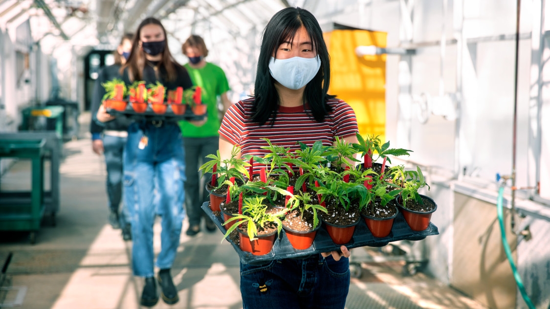 Students carrying pots in a greenhouse at Cornell, wearing masks during COVID19