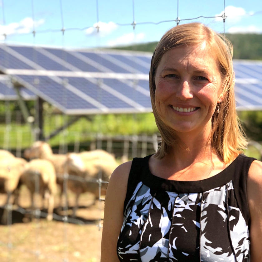 Sheep grazing under a solar array at one of Cornell’s solar farms. 
