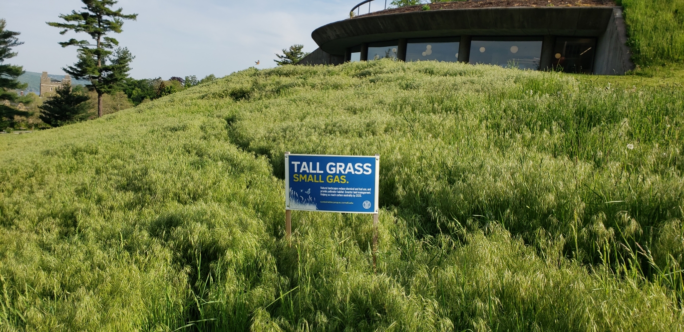 Tall grass (sustainable - uses less gas to mow)